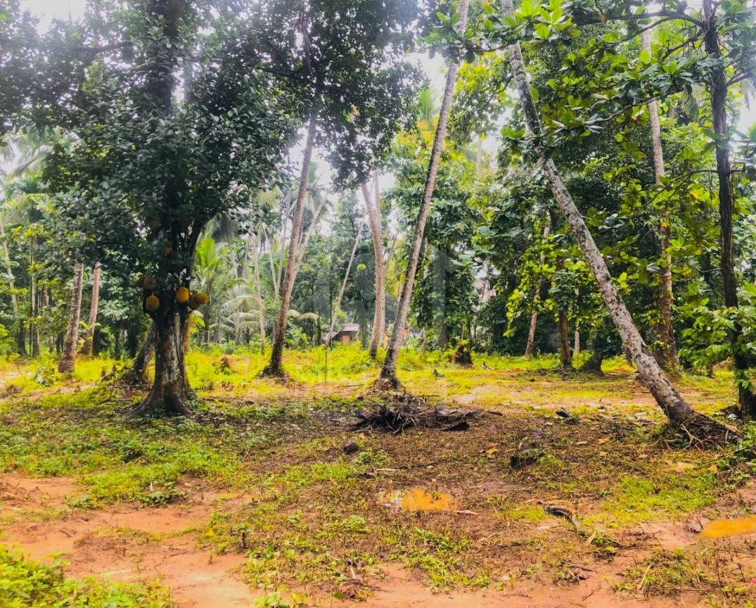 Land For Sale In Hanwella- image 1