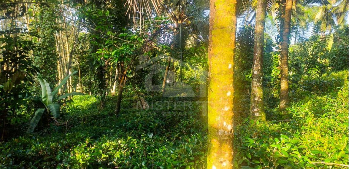 Cultivated Land for Sale on Nittambuwa- image 1