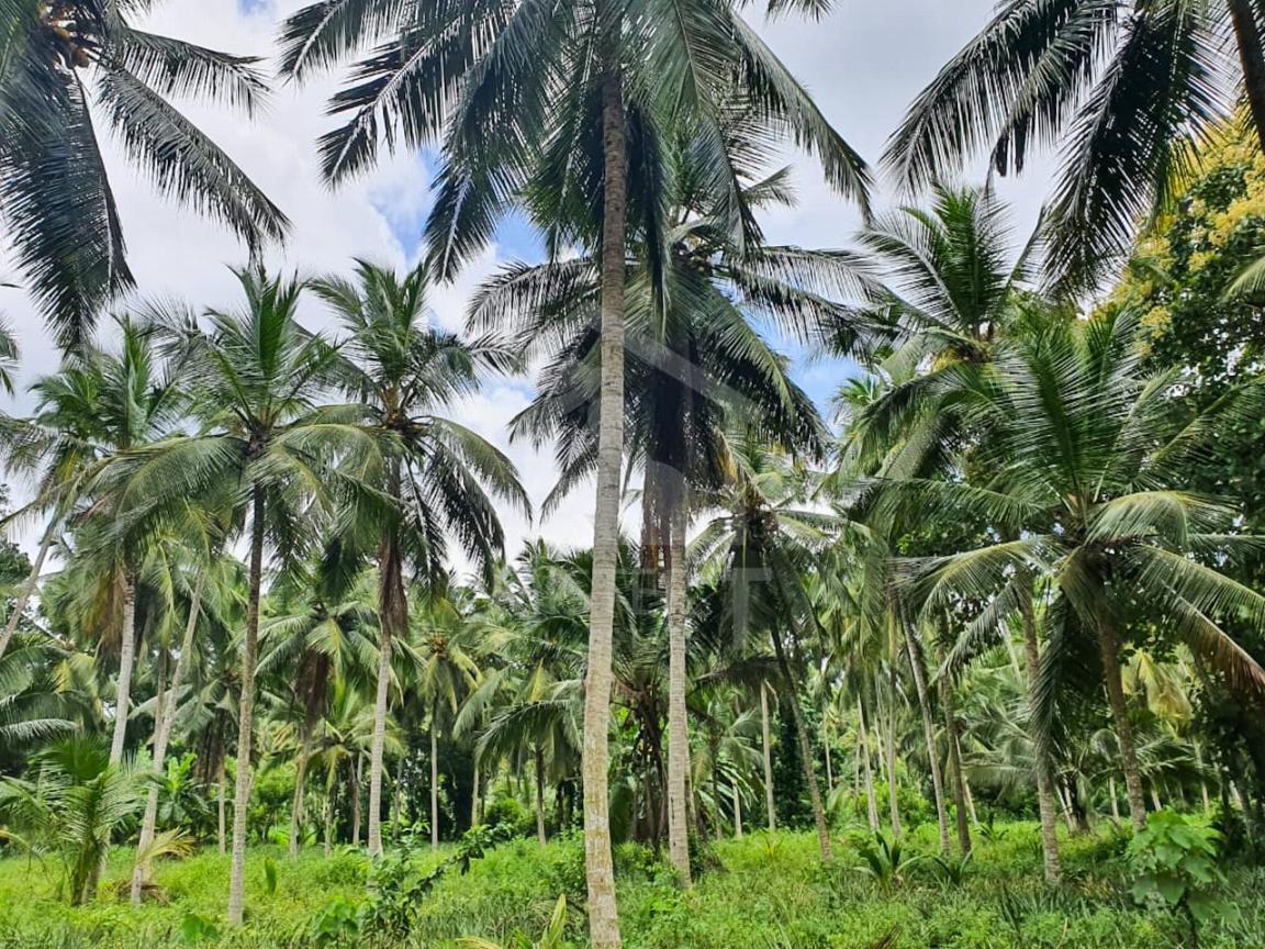 Commercial Land for Sale in Giriulla- image 1