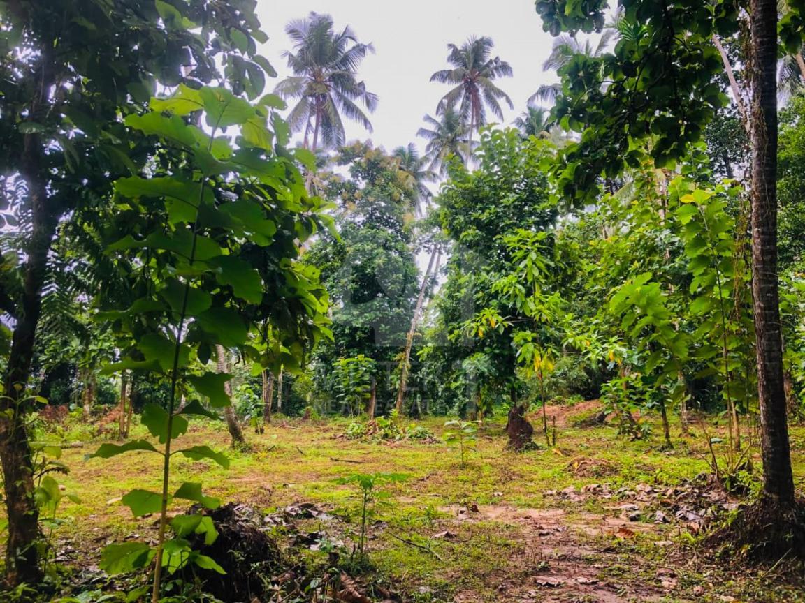 Land For Sale In Hanwella- image 2