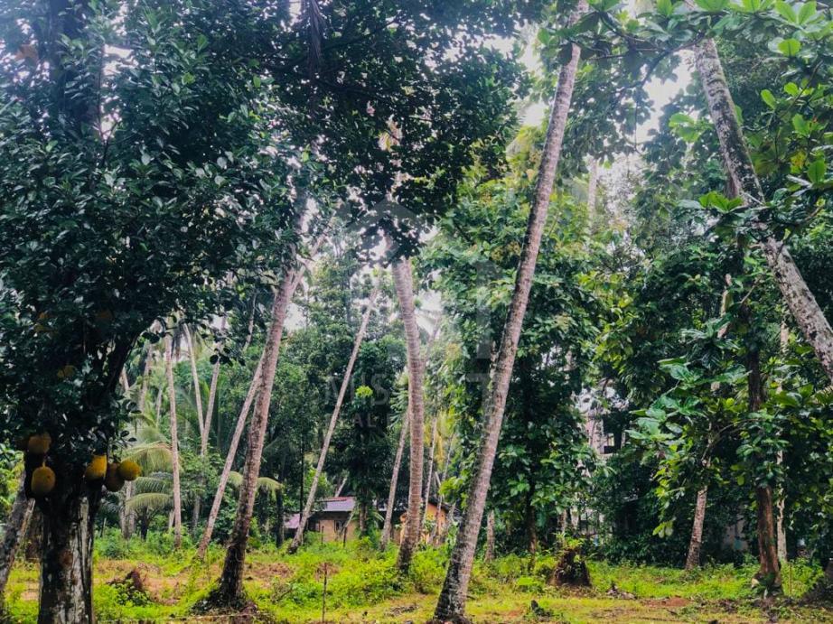 Land For Sale In Hanwella- image 3