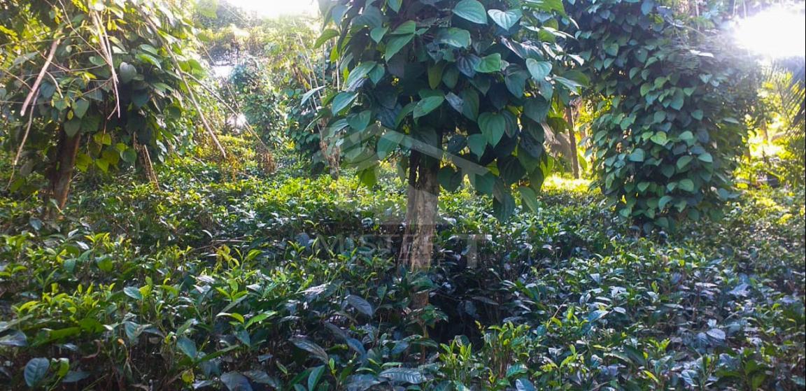 Cultivated Land for Sale on Nittambuwa- image 4