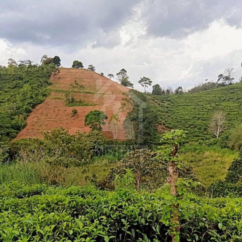 Tea Estate for Sale in Gampola - image 1