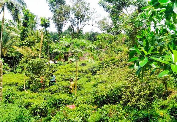 Land for Sale in Ingiriya- image 2