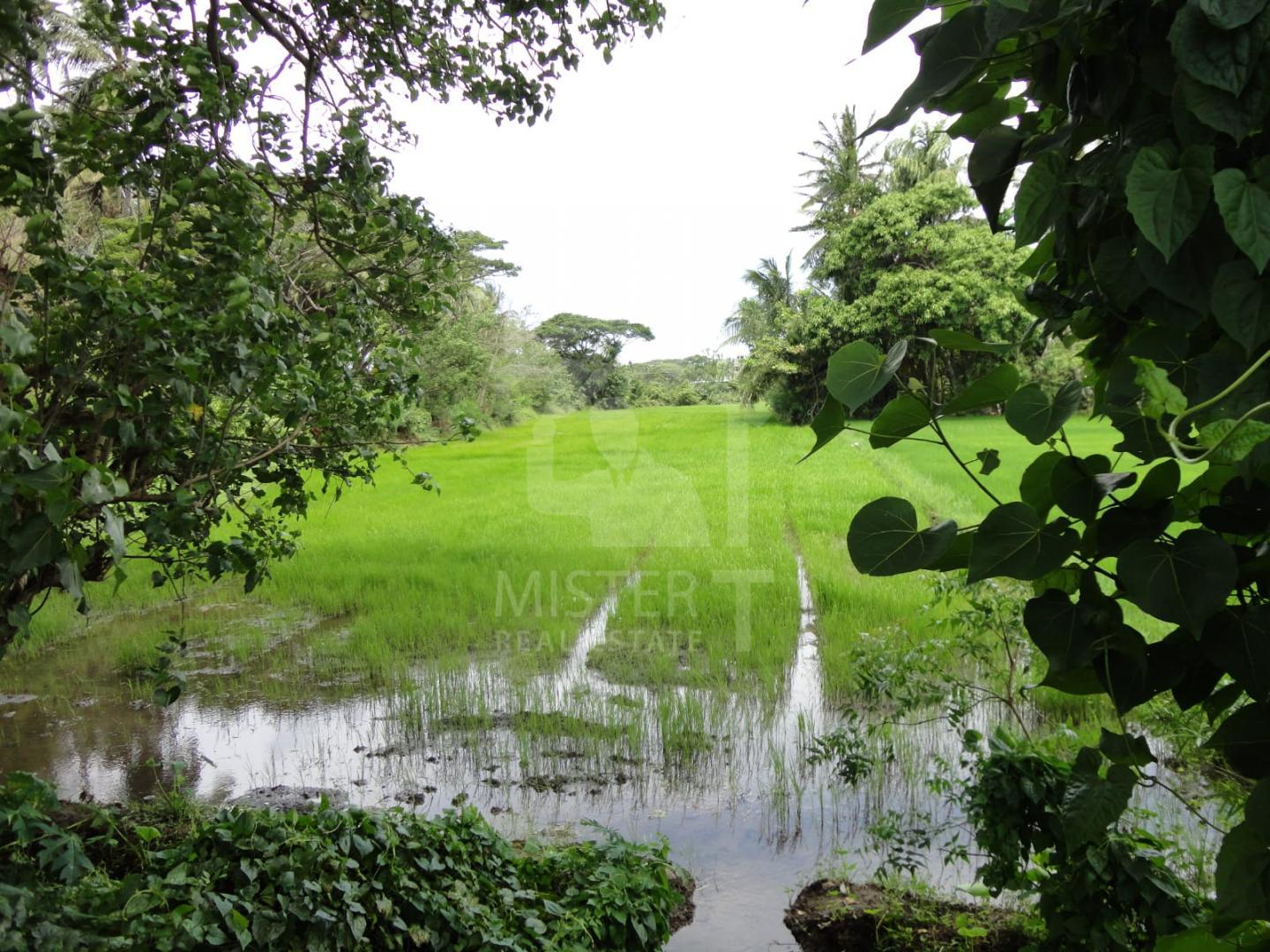 Land for Sale in Thissamaharama - image 2